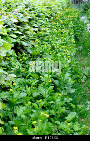 GEUM URBANUM HERB BENNET DÉVELOPPE À LA BASE D'UN Hêtre Fagus sylvatica HEDGE Banque D'Images