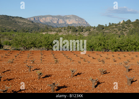 Vue de la montagne Montgo & vignoble au début du printemps, vallée de Jalón, Province d'Alicante, Communauté Valencienne, Espagne Banque D'Images