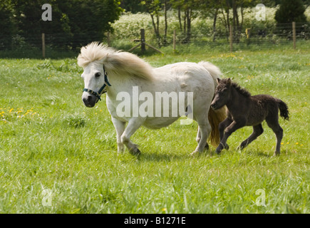 Poney Shetland jument avec son poulain Banque D'Images