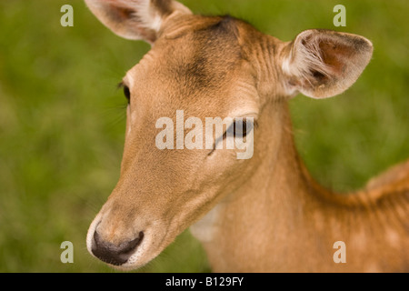 Le daim, Dama dama, 3/4 portrait de doe la tête dans une mise au point. Banque D'Images