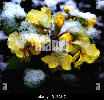 Neige de printemps sur primrose jaune Banque D'Images