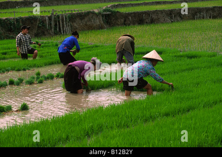 Vietnam, province de Ha Giang, yen Minh, rizières, agriculteurs de la tribu des collines de Tay Banque D'Images