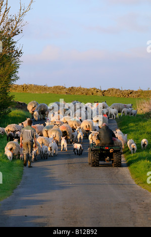 Les moutons sont parqués le long d'un chemin de campagne Banque D'Images