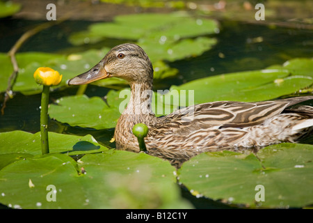 Canard collard femelle (Anas platyrhynchos) nageant parmi les lily pads Banque D'Images