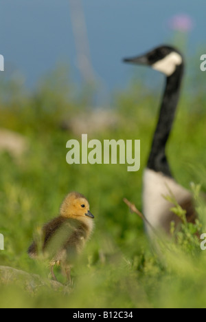 Bernache du Canada (Branta canadensis) gosling Banque D'Images