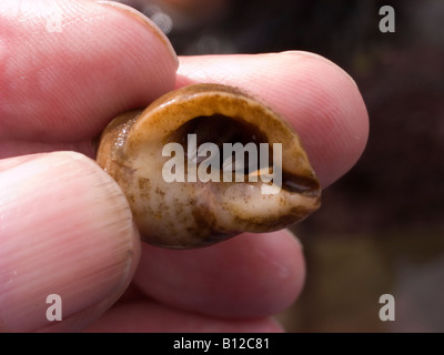 Un plan macro sur un minuscule crabe ermite juvénile Pagurus bernhardus shell en tenue dans un doigts mans Banque D'Images