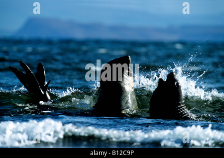 Le sud de l'Éléphant de mer Mirounga leonina deux joints d'éléphants de mer de kerguelen sparring animal animaux aquatiques de l'Antarctique l'Antarctique Banque D'Images