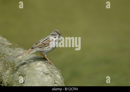 Bruant chanteur (Melospiza melodia) Banque D'Images