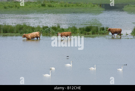 Le bétail des Highlands (Bos taurus) traverse des champs inondés avec plusieurs cygnes muets (cygnus olor) regardant, Sussex, Angleterre, Royaume-Uni Banque D'Images