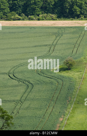 Agriculture sur les South Downs, West Sussex, Angleterre, Royaume-Uni Banque D'Images