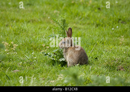 Joli petit lapin sauvage (Oryctolagus cunniculus) assis mais alerte sur le terrain. West Sussex, Angleterre. Banque D'Images
