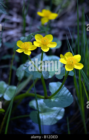 Caltha palustris Populage des marais en pleine floraison Banque D'Images