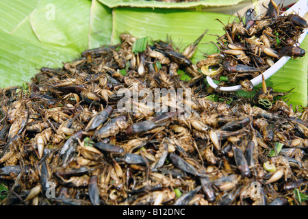 Assiette de fried bugs Banque D'Images