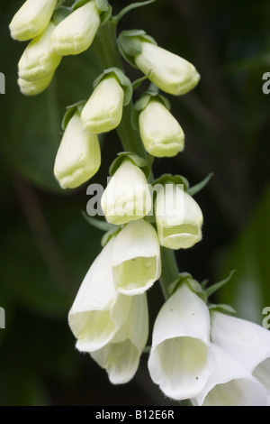 La digitale pourpre Digitalis purpurea blanc fleurs et bourgeons. La digitale est utilisée à des fins médicinales ie coeur médicaments Banque D'Images