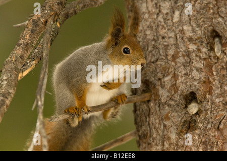 L'Écureuil roux (Sciurus vulgaris) assis sur la branche de conifère Banque D'Images