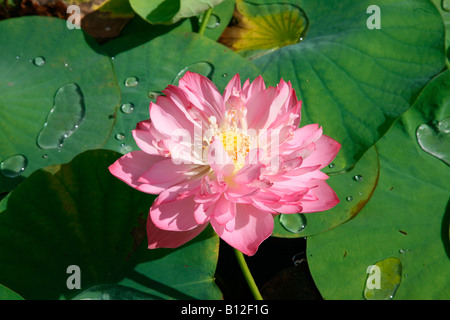 Lotus Banque D'Images