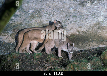 Les Lions de montagne Puma concolor mère et youngs également connu sous le nom de Cougar ou Puma Panther Autriche Salzburg zoo captive les adultes adultes un Banque D'Images