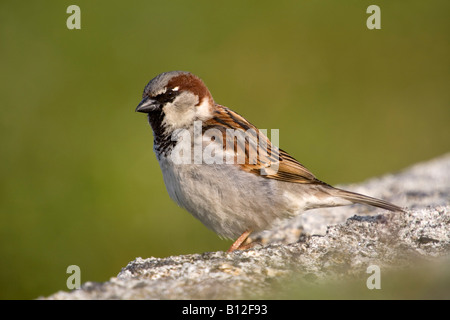 Moineau domestique Passer domesticus cornwall mâle Banque D'Images