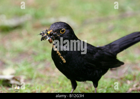 La collecte et les coléoptères bugs blackbird Banque D'Images