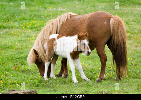 Cheval bébé avec la mère Banque D'Images