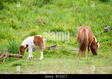 Cheval bébé avec la mère Banque D'Images