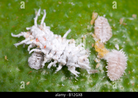 Larve de la coccinelle Cryptolaemus attaquer les cochenilles des agrumes Banque D'Images