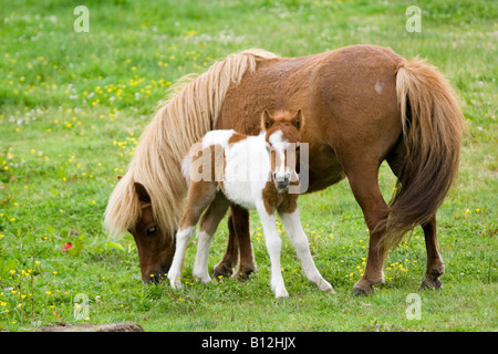 Cheval bébé avec la mère Banque D'Images