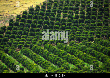 Plantation de café dans une ferme de l'Espirito Santo do Pinhal 220 km de Sao Paulo, Brésil 09 14 06 Banque D'Images