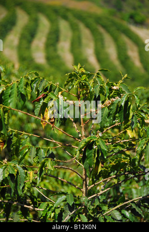 Plantation de café dans une ferme de l'Espirito Santo do Pinhal 220 km de Sao Paulo, Brésil 09 14 04 Banque D'Images