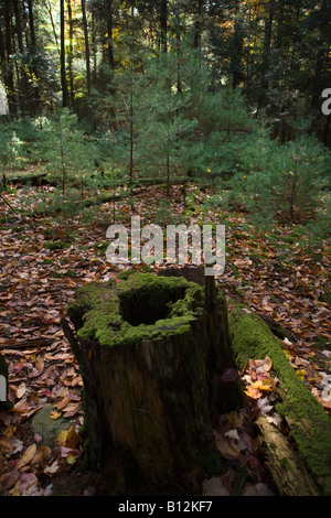 Nouveau La croissance de l'arbre dans l'ÉLIMINATION DES FORÊTS DE L'OUEST DU PARC D'ÉTAT COOK PENNSYLVANIA USA Banque D'Images