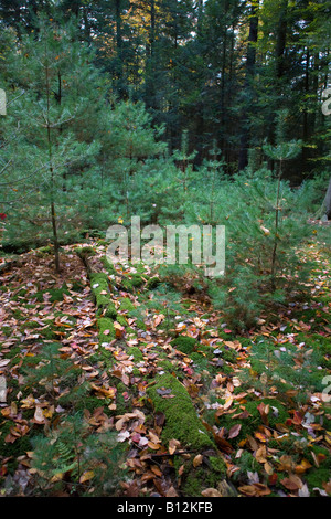 La croissance de l'arbre NOUVEAU PARC D'ÉTAT DE FORÊT COOK DE COMPENSATION DE L'OUEST DE LA PENNSYLVANIE USA Banque D'Images