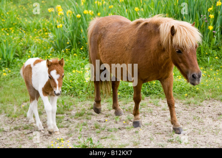 Cheval bébé avec la mère Banque D'Images