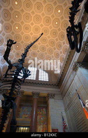 ROOSEVELT ROTUNDA BAROSAURUS ALLOSAURUS SQUELETTES AMERICAN MUSEUM OF ...