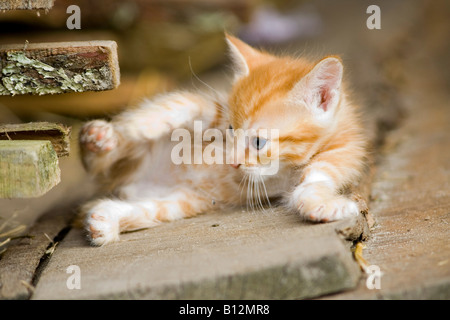 chat bébé Banque D'Images