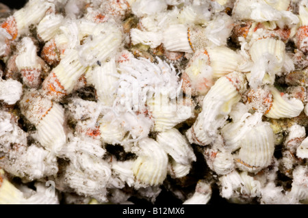 Coussin cotonneuse et échelle larve coccinelle cryptolaemus Banque D'Images