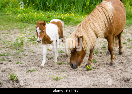 Cheval bébé avec la mère Banque D'Images