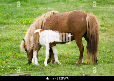 Cheval bébé avec la mère Banque D'Images