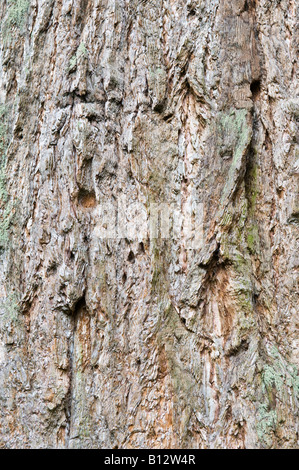 Le Séquoia géant Sequoiadendron giganteum de près de l'écorce de l'arbre vieux Perthshire Scotland UK Europe peut Banque D'Images
