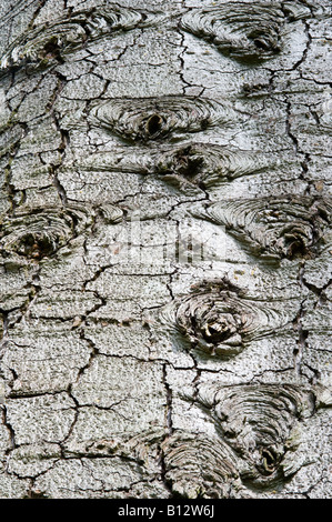 Red fir Abies magnifica close up d'écorce d'arbre adulte Perthshire Big Tree Pays Écosse Angleterre Europe Mai 2008 Banque D'Images
