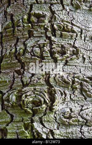 Red fir Abies magnifica close up d'écorce d'arbre adulte Perthshire Big Tree Pays Écosse Angleterre Europe Mai 2008 Banque D'Images