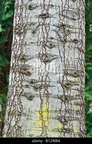 Red fir Abies magnifica close up d'écorce d'arbre adulte Perthshire Big Tree Pays Écosse Angleterre Europe Mai 2008 Banque D'Images