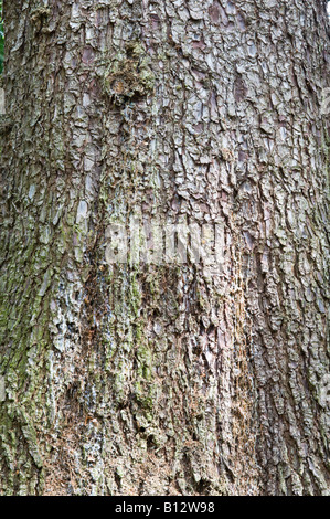 Red fir Abies magnifica close up d'écorce d'arbre adulte Perthshire Big Tree Pays Écosse Angleterre Europe Mai 2008 Banque D'Images