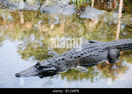 La moitié ont émergé en attente d'alligator dans l'eau. Banque D'Images