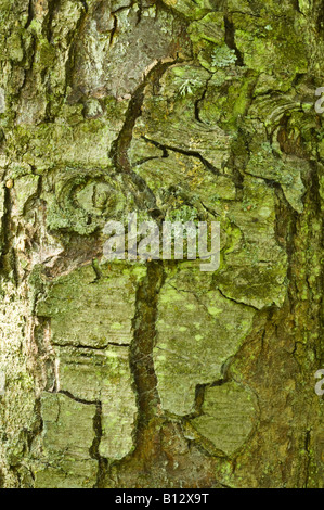 Roble Chêne Nothofagus obliqua close up d'écorce d'arbre adulte Perthshire Big Tree pays Ecosse UK Europe Septembre Banque D'Images