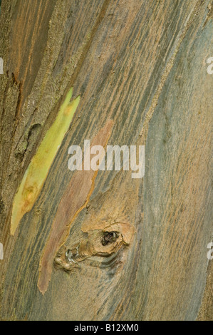 Eucalyptus perriniana Spinning Gum close up écorce arbre adulte Perthshire Big Tree Pays Écosse Angleterre Europe Septembe Banque D'Images