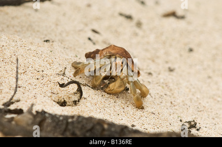 Un ermite terrestre semi traverse une zone de sable sur son chemin de retour à la rive Banque D'Images