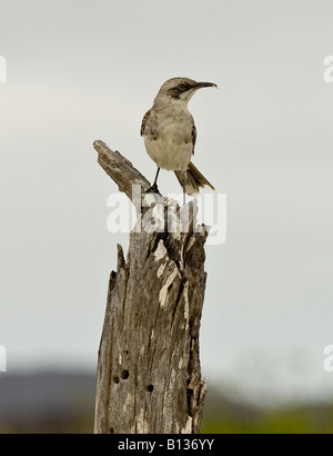 Un Mockingbird Galapagos avec les insectes dans son bec pour nourrir leurs jeunes s'assied sur une souche d'arbre Banque D'Images