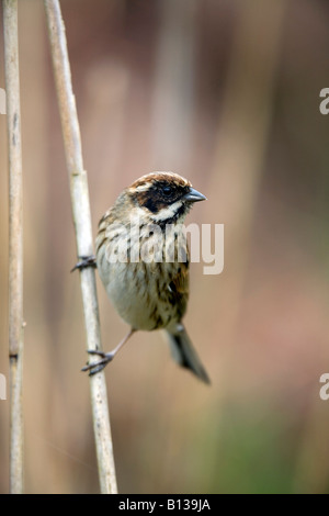 Reed bunting Emberiza schoeniclus femelle sur reed Banque D'Images