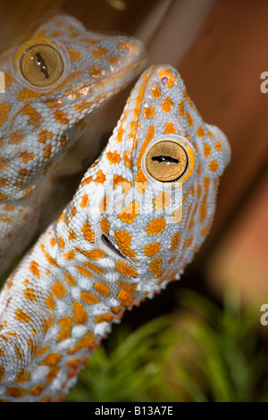 Le Tokay Gekko gecko (Gecko Azhari) Banque D'Images