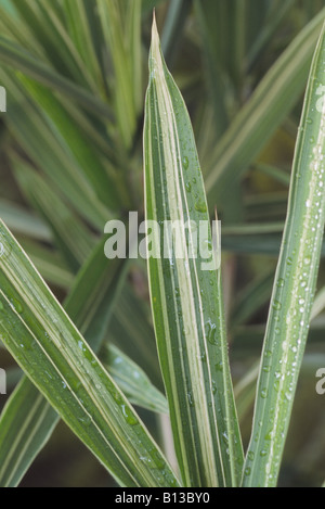 Pleioblastus variegatus AGM (bambou) Banque D'Images